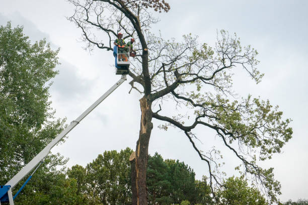 Trusted Beech Island, SC  Tree Services Experts