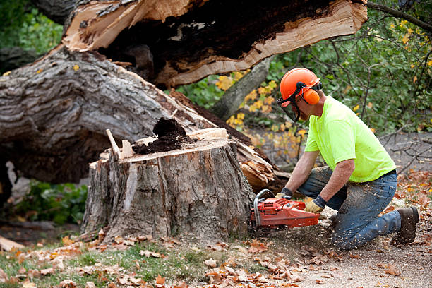 How Our Tree Care Process Works  in  Beech Island, SC